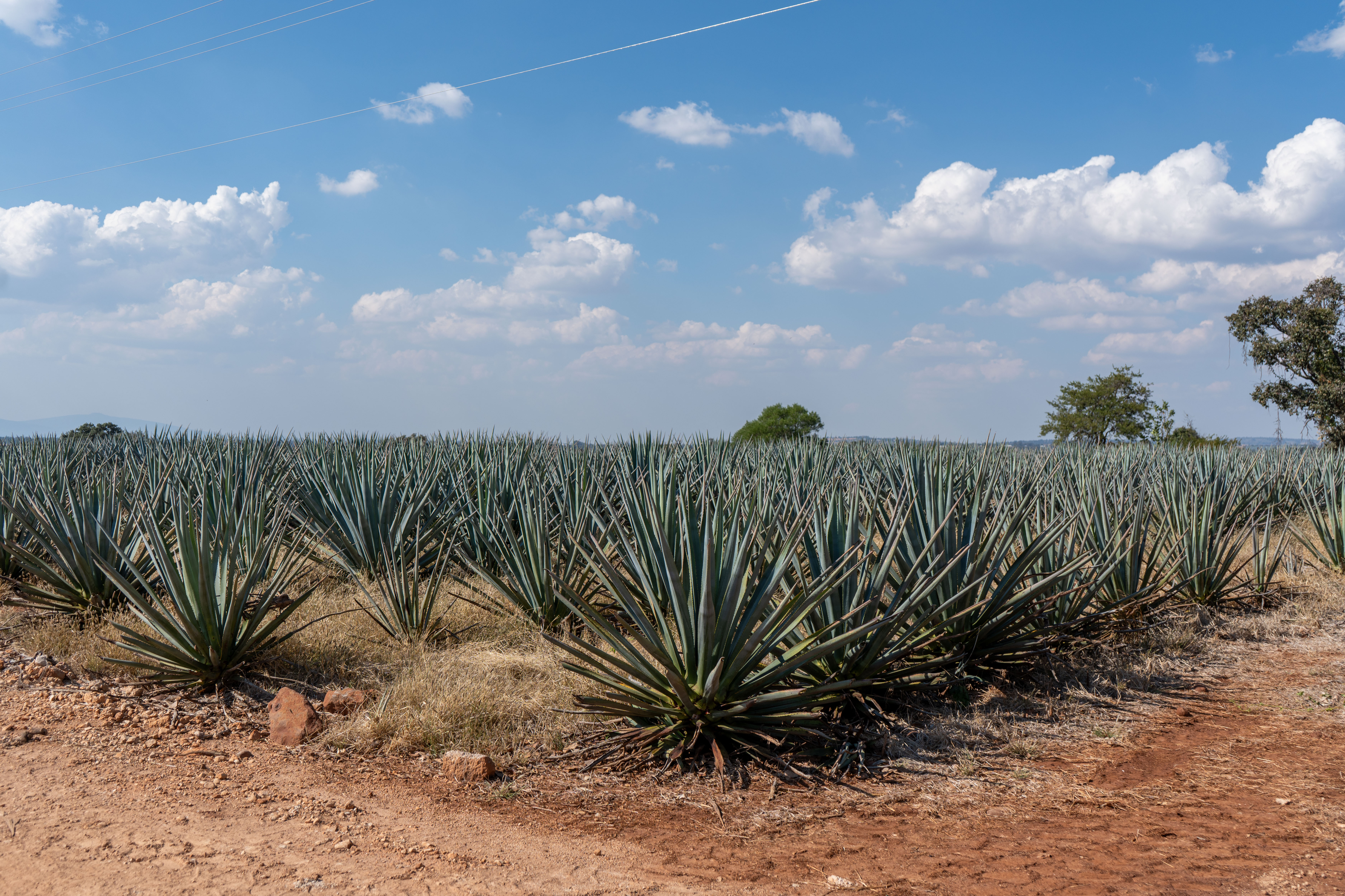 Blue agave fields under a bright sky in Jalisco